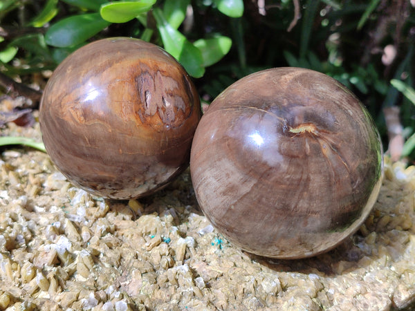 Polished Petrified Wood Spheres x 3 From Gokwe, Zimbabwe