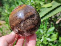 Polished Petrified Wood Spheres x 3 From Gokwe, Zimbabwe