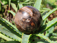 Polished Petrified Wood Spheres x 3 From Gokwe, Zimbabwe