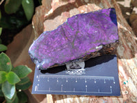 Polished On One Side Purpurite Specimens x 6 From Namibia