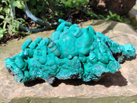 Natural Botryoidal Malachite Specimens x 1 From Congo