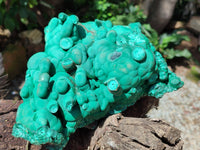 Natural Botryoidal Malachite Specimens x 1 From Congo