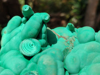 Natural Botryoidal Malachite Specimens x 1 From Congo