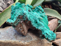 Natural Botryoidal Malachite Specimens x 1 From Congo