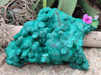 Natural Botryoidal Malachite Specimens x 1 From Congo