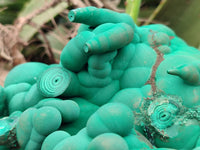 Natural Botryoidal Malachite Specimens x 1 From Congo