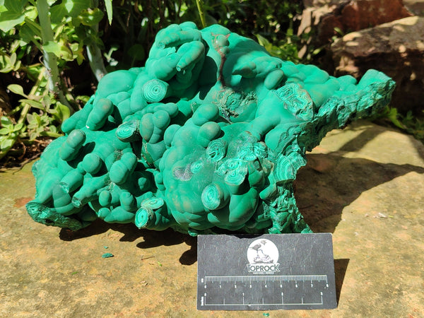 Natural Botryoidal Malachite Specimens x 1 From Congo