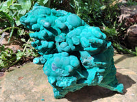 Natural Botryoidal Malachite Specimens x 1 From Congo