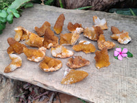 Natural Golden Solar Spirit Quartz Crystals x 20 From Boekenhouthoek, South Africa