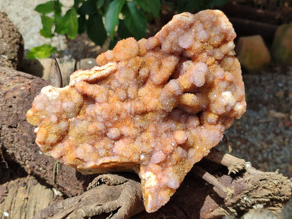 Natural Ametrine Spirit Quartz Clusters x 1 From Boekenhouthoek, South Africa