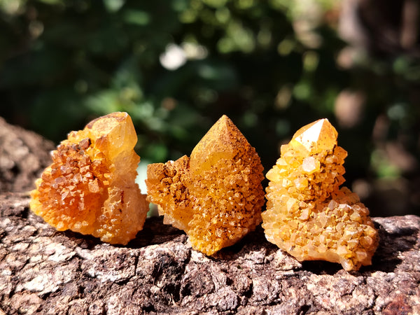 Natural Golden Solar Spirit Quartz Crystals x 70 From Boekenhouthoek, South Africa