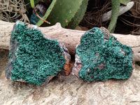 Natural Botryoidal Malachite Specimens x 2 From Congo