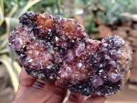 Natural Amethystos Amethyst Clusters x 13 From Kwaggafontein, South Africa