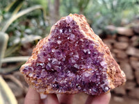 Natural Amethystos Amethyst Clusters x 13 From Kwaggafontein, South Africa