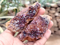 Natural Amethystos Amethyst Clusters x 13 From Kwaggafontein, South Africa