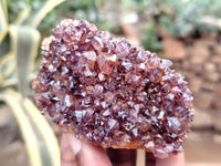 Natural Amethystos Amethyst Clusters x 13 From Kwaggafontein, South Africa