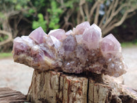 Natural Ametrine Spirit Quartz Clusters x 2 From Boekenhouthoek, South Africa