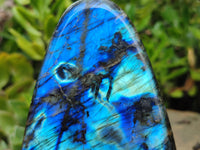 Polished Labradorite Standing Free Forms x 2 From Tulear, Madagascar