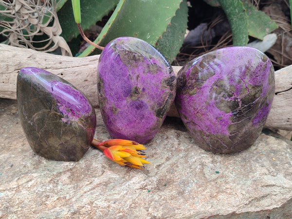 Polished Stichtite Standing Free Forms x 3 From Barberton, South Africa