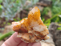 Natural Golden Solar Spirit Quartz Clusters x 35 From Boekenhouthoek, South Africa