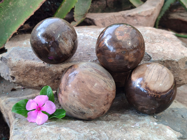 Polished Petrified Wood Spheres x 4 From Gokwe, Zimbabwe