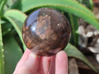 Polished Petrified Wood Spheres x 4 From Gokwe, Zimbabwe