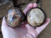 Polished Petrified Wood Spheres x 4 From Gokwe, Zimbabwe