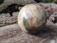 Polished Petrified Wood Spheres x 4 From Gokwe, Zimbabwe