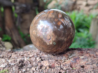 Polished Petrified Wood Spheres x 4 From Gokwe, Zimbabwe