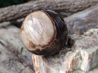 Polished Petrified Wood Spheres x 4 From Gokwe, Zimbabwe