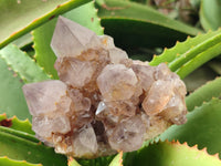 Natural Smokey Amethyst Spirit Quartz Clusters x 4 From Boekenhouthoek, South Africa