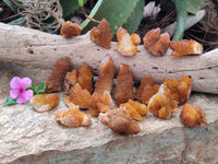 Natural Golden Solar Spirit Quartz Crystals x 35 From Boekenhouthoek, South Africa