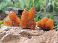 Natural Golden Solar Spirit Quartz Crystals x 35 From Boekenhouthoek, South Africa