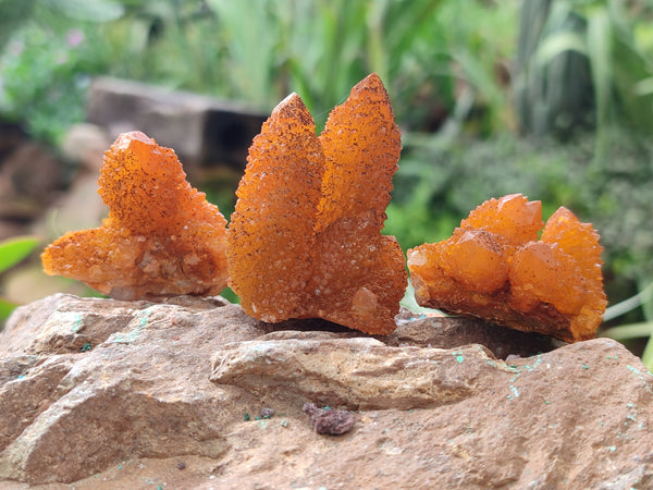 Natural Golden Solar Spirit Quartz Crystals x 35 From Boekenhouthoek, South Africa