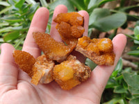 Natural Golden Solar Spirit Quartz Crystals x 35 From Boekenhouthoek, South Africa