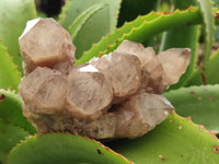 Natural Smokey Phantom Quartz Clusters x 2 From Luena, Congo