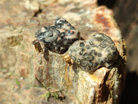 Hand Made Mixed Stone Earrings x 36 From Southern Africa