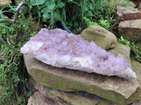 Natural Amethyst Cactus Spirit Quartz Cluster x 1 From Boekenhouthoek, South Africa