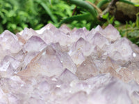 Natural Amethyst Cactus Spirit Quartz Cluster x 1 From Boekenhouthoek, South Africa