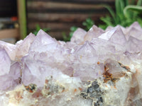 Natural Amethyst Cactus Spirit Quartz Cluster x 1 From Boekenhouthoek, South Africa