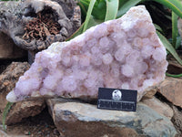 Natural Amethyst Cactus Spirit Quartz Cluster x 1 From Boekenhouthoek, South Africa