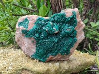 Natural Dioptase On Dolomite Specimens x 1 From Likasi, Congo