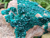 Natural Dioptase On Dolomite Specimens x 1 From Likasi, Congo