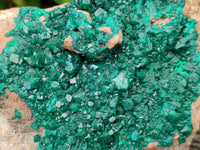 Natural Dioptase On Dolomite Specimens x 1 From Likasi, Congo