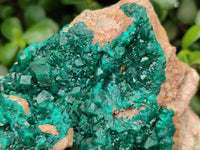 Natural Dioptase On Dolomite Specimens x 1 From Likasi, Congo