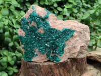 Natural Dioptase On Dolomite Specimens x 1 From Likasi, Congo