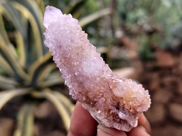 Natural Ametrine Spirit Quartz Clusters x 24 From Boekenhouthoek, South Africa