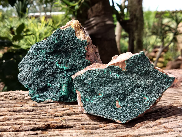 Natural Botryoidal Malachite Specimens x 2 From Tenke Fungurume, Congo