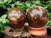 Polished Petrified Wood Sphere's x 3 From Gokwe, Zimbabwe