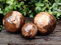 Polished Petrified Wood Sphere's x 3 From Gokwe, Zimbabwe